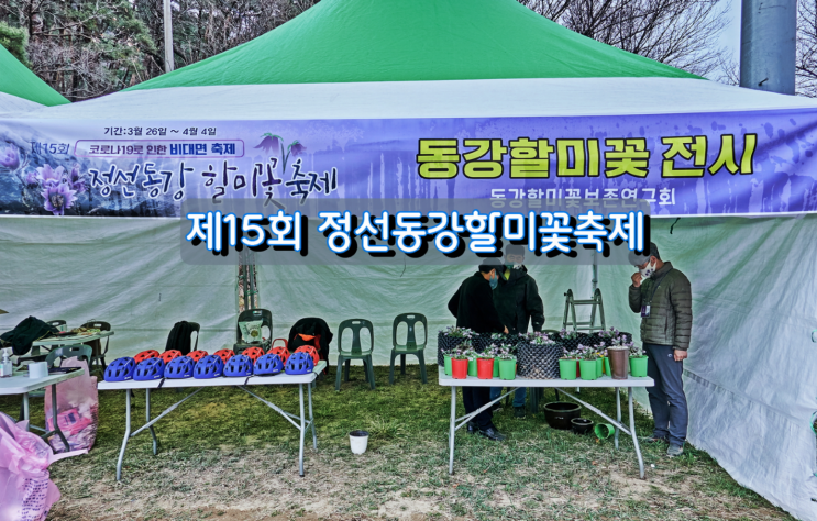 제15회 정선동강할미꽃축제