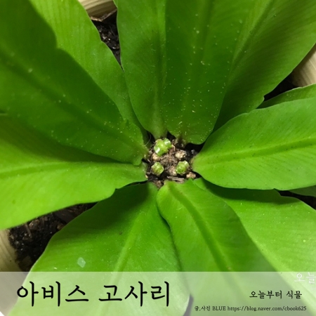  아비스 고사리 잎이 펴지면서 올라오는 과정과 그 이름의 뜻