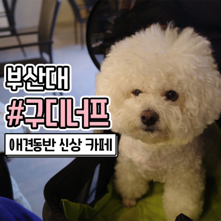  부산대 구디너프 애견동반 카페 추천