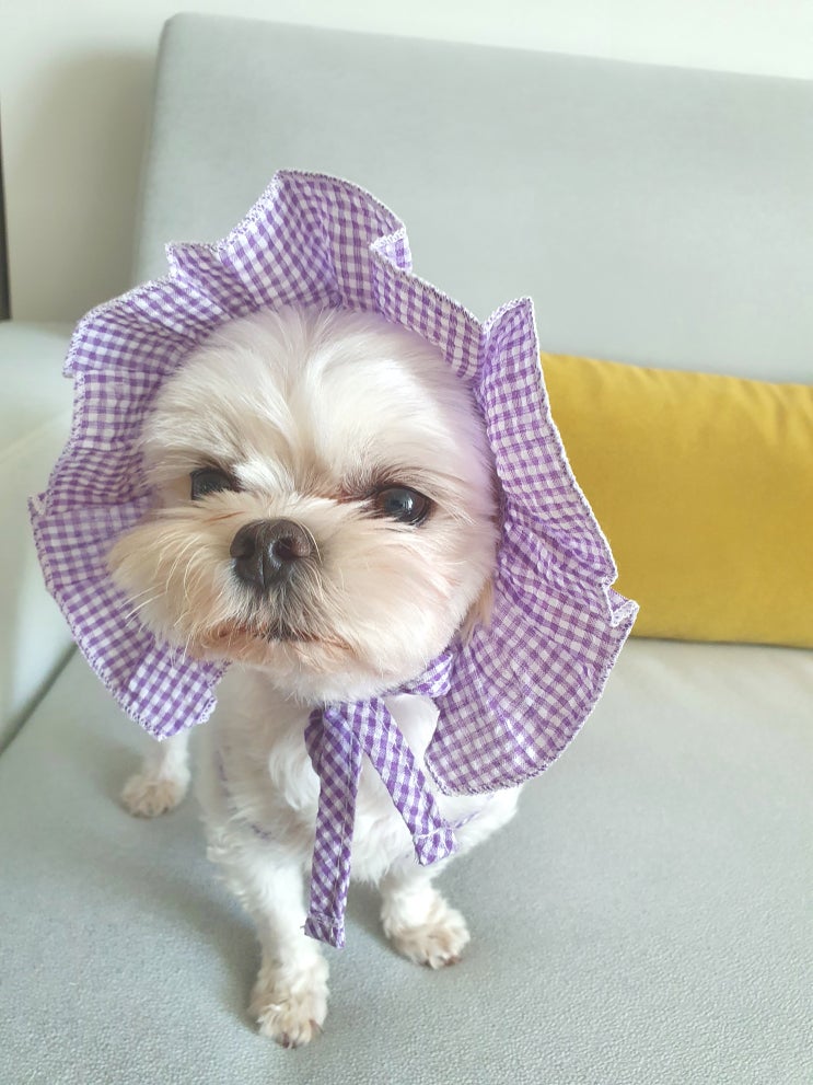 강아지 옷 추천! 반려견 봄옷 얼레벌레 알프스 소녀 되어버린 우리집 댕댕이