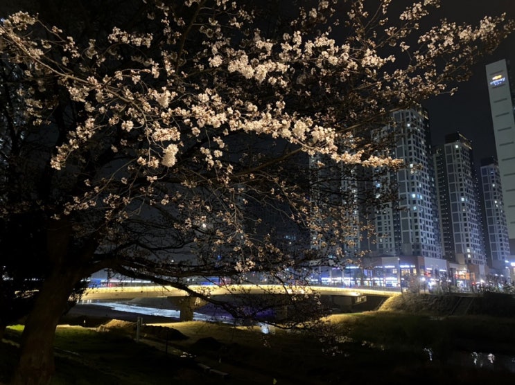  창릉천 벚꽃, 저녁과 밤 사이에