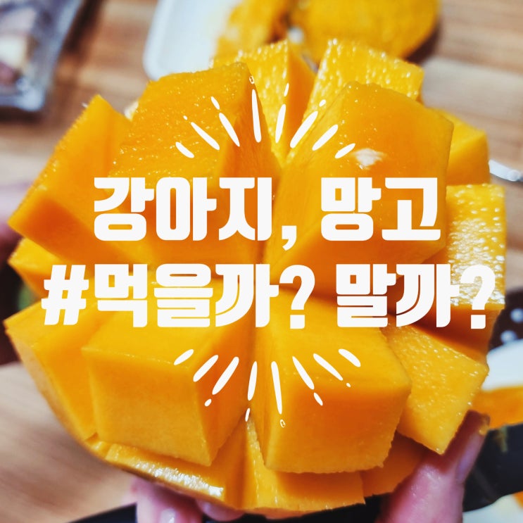 [먹을까말까?]강아지 망고.. 먹어도 될까요?