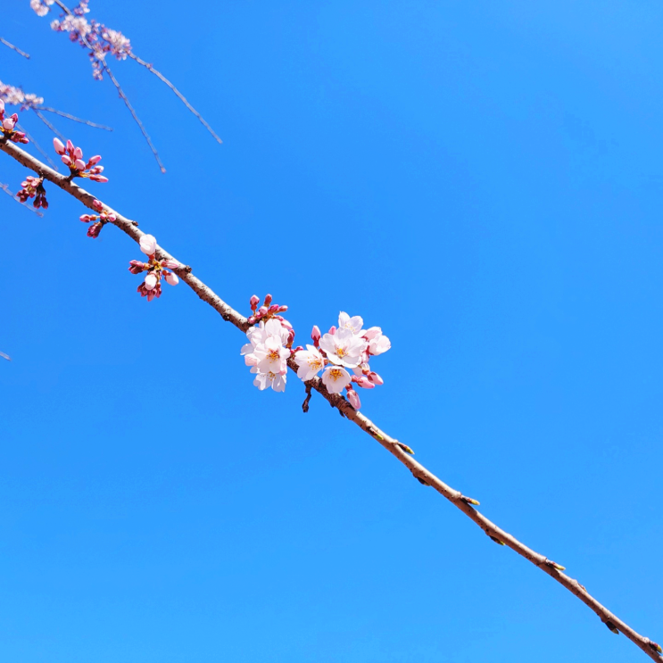[인천대공원 나들이] 코시국 두 번째 벚꽃 시즌 (인천 대공원 주차 팁, 은행나무집 리모델링 종료)