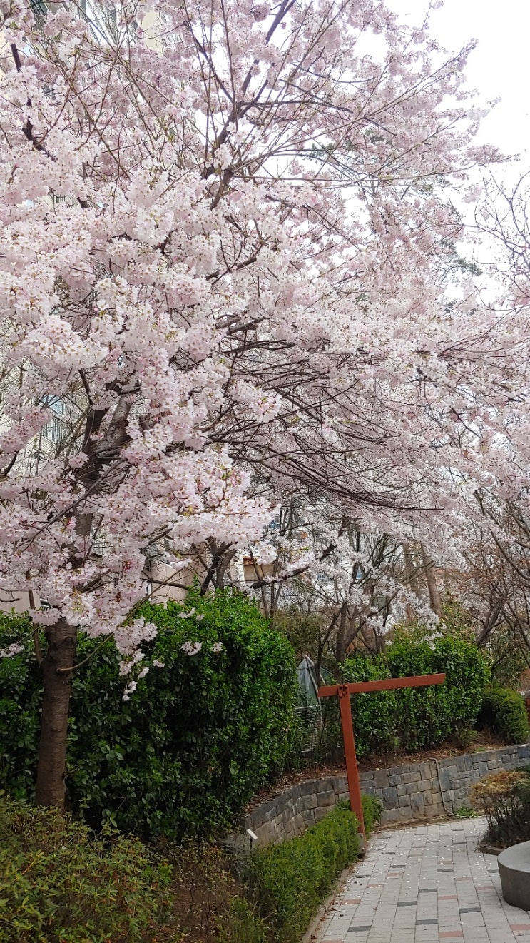 여의도 벚꽃축제 보러 가지 마세요. 집앞 공원에 있는 벚꽃 온라인으로 같이 봐요