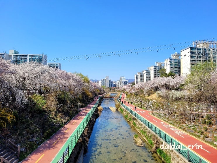  2021 우이천 벚꽃길 다녀왔어요. 벚꽃 감상하세요!