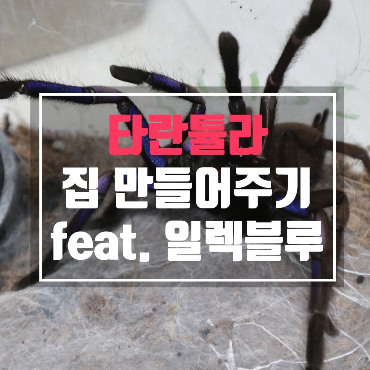  희귀 애완동물 타란튤라 집 만들어주기