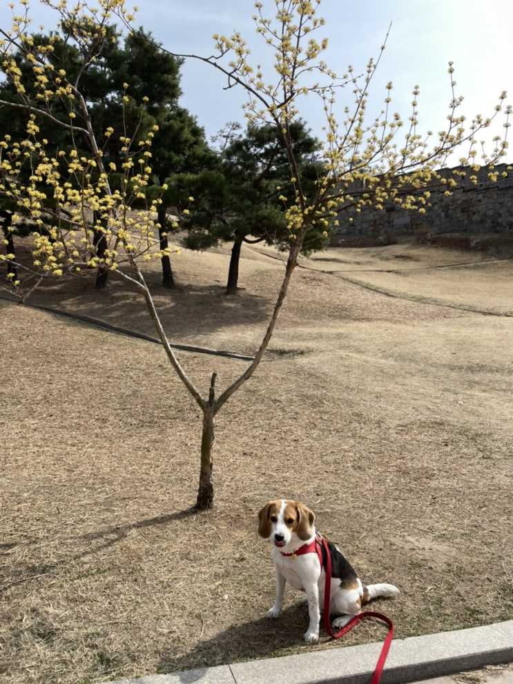 강아지브이로그 일방해하는 강아지