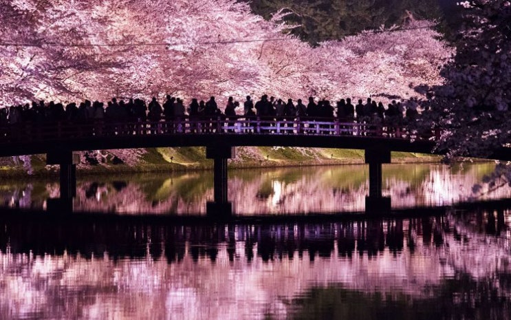 [랜선 타고 일본여행] 일본인도 꼭 한번 방문하고 싶은 벚꽃 명소 • 히로사키공원(弘前公園の桜)【아오모리】