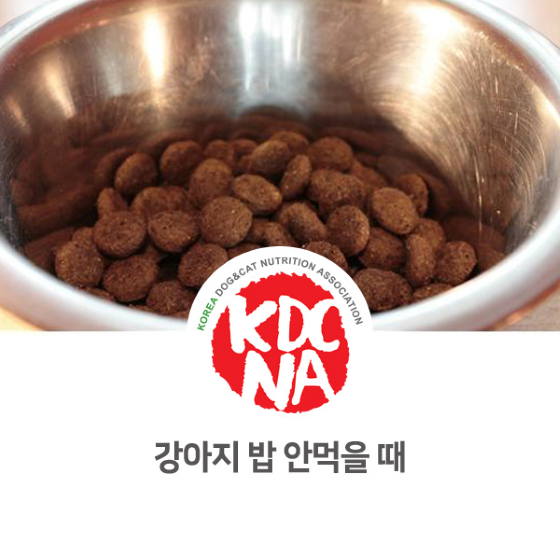  [한국반려동물영양협회/펫푸드자격증/수원/군포/안산/안양/광주/제주/애견수제간식] 강아지가 밥을 잘 안먹을 때 최수연 펫영양사 카운셀링_752