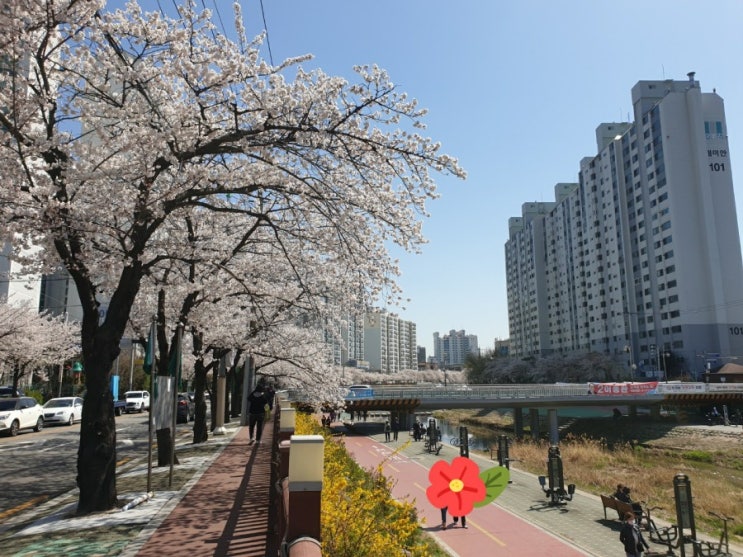  서울 벚꽃 명소, 강북구 우이천 벚꽃길 (by.서른날다 누나)