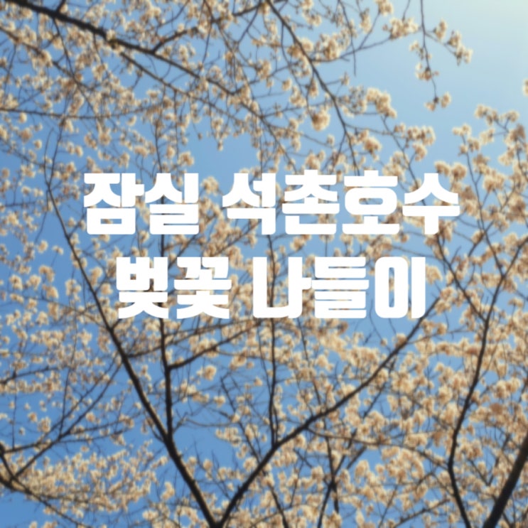 서울 잠실 석촌호수 지금 벚꽃 사진 및 폐쇄 소식, 벚꽃 볼만한 곳