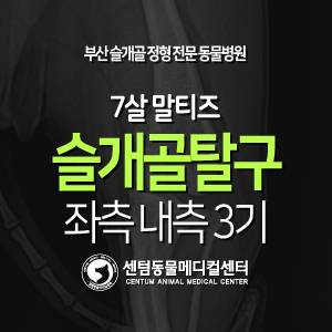  [슬개골 탈구 수술 증례] 7살 / 말티즈 / 좌측 내측 3기 (대학병원 주치의 출신 수의외과박사 동물병원, 부산 센텀동물메디컬센터)