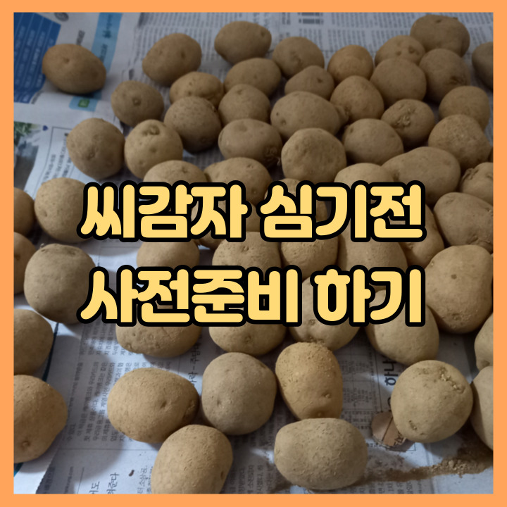  씨감자 심기 전 사전 준비하기(절단, 소독, 건조)