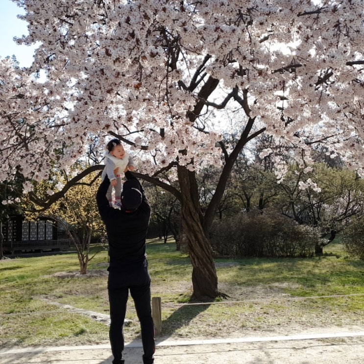 서울 벚꽃 명소 5./아이와 벚꽃구경 가볼만한 곳.