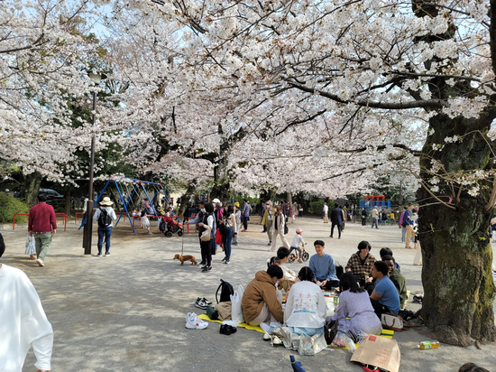 [일본일상] 일본은 벚꽃이 만개하였습니다3.(센조쿠이케)
