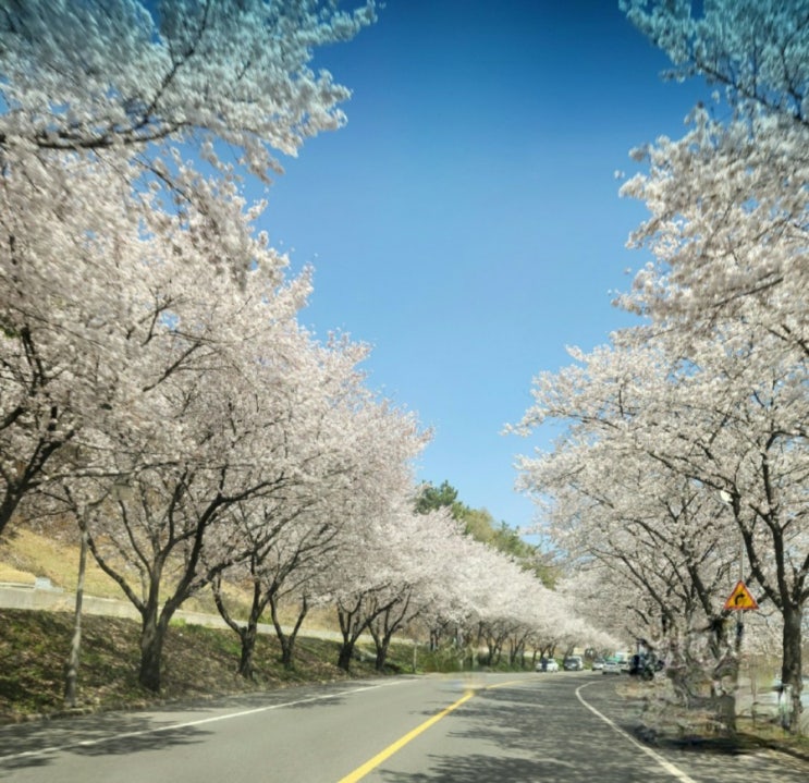  벚꽃/벚꽃만개/박곡벚꽃/옹심이칼국수/감자전/서재카페/솔레일드서재/바닐라라떼/레몬에이드/일상/즐기기