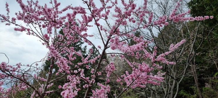 벚꽃 등산 벚꽃 등산