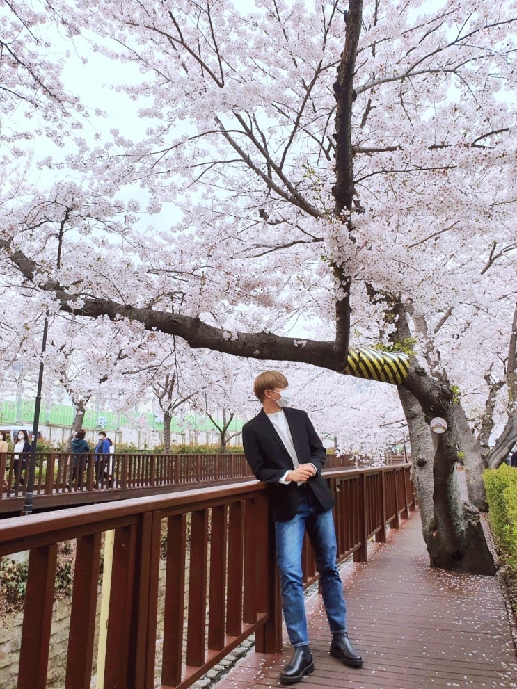  진해 로망스다리 벚꽃 떨어지는 꽃잎 맞으면서