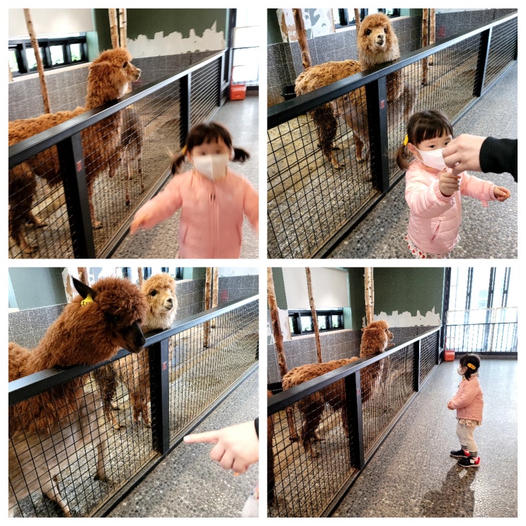  경주 아이와 가볼만한곳 와우주 WOW ZOO(동물원 먹이주기)