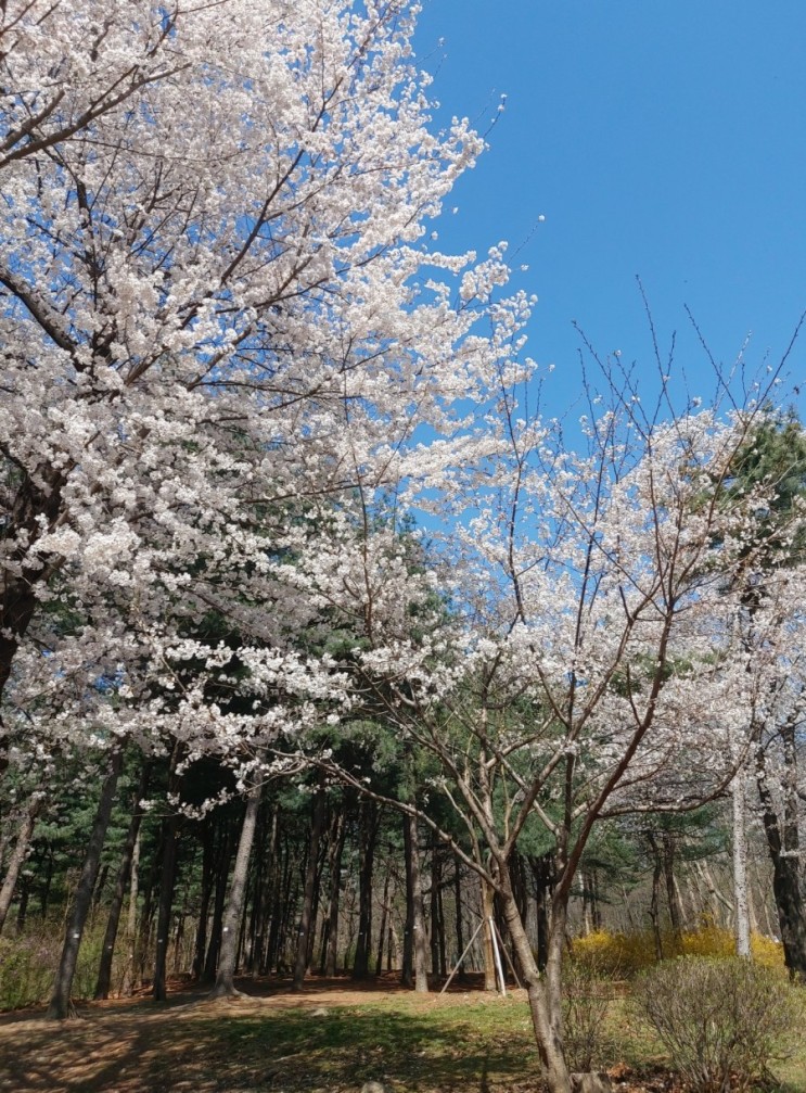 양재시민의숲 양재천 데이트코스 서울가볼만한곳 벚꽃길 벛꽃개화시기