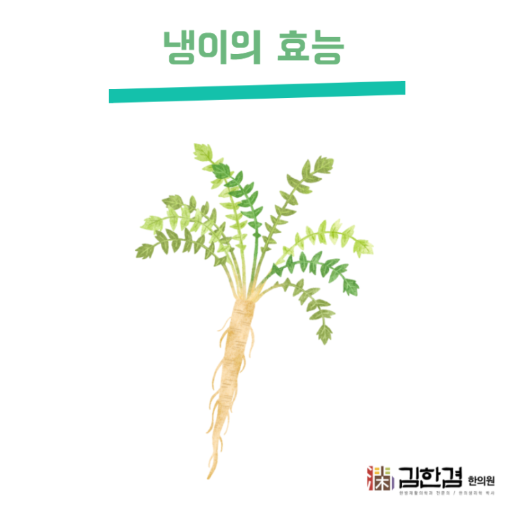  4월 제철음식 냉이의 효능 - 비타민C 와 칼륨이 풍부한 채소