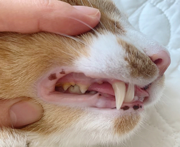  고양이 칫솔 유목민의 완벽한 칫솔 찾기