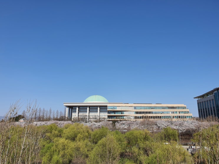  여의도 벚꽃 현황  3월 30일