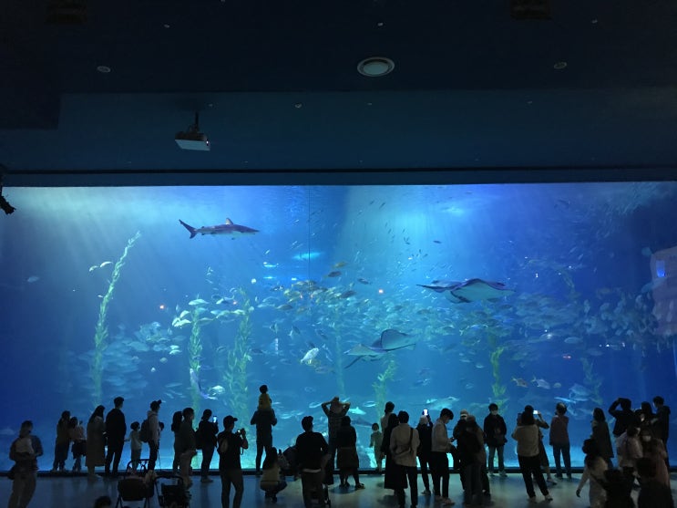  [제주동쪽여행] 제주 바다속 해양동물들과 오션아레나 수중공연, 미니언즈 특별전의 다양한 즐길거리가 있는 아쿠아리움 - 성산 아쿠아플라넷 제주