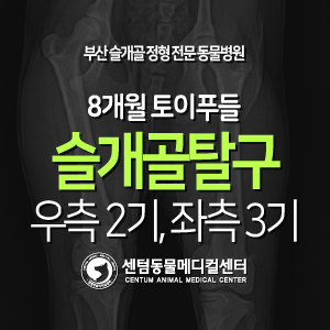 [슬개골 탈구 수술 증례] 8개월령 / 토이푸들 / 우측 2기, 좌측 3기 (강아지 맞춤형 수술, 24시간 입원 모니터링, 부산 센텀동물메디컬센터)