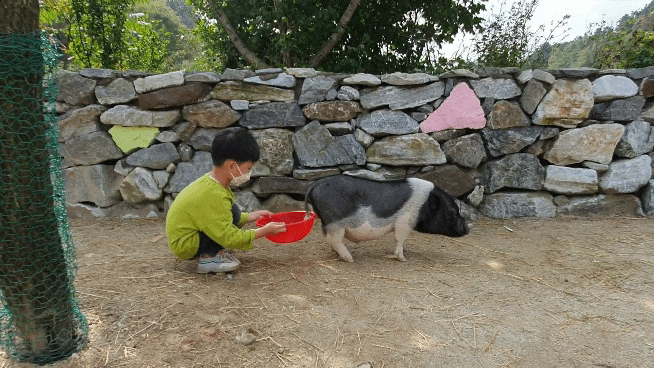  양평 아이와 가볼만한곳,양평양떼목장 먹이주기체험:))