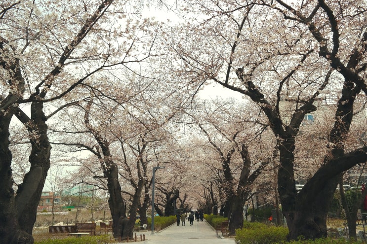 울산여행 - 언양 '작천정 벚꽃길' 산책