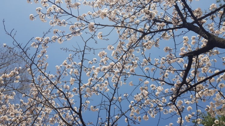  수원 권선동 갈만한 곳 권선중앙공원 벚꽃 구경(21.3.30)