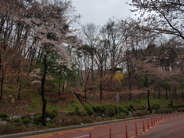 봄 벚꽃 구경하기 좋은, 용인 수지 정평공원 벚꽃길