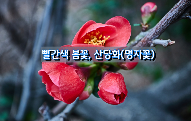 빨간색 봄꽃, 산당화(명자꽃) 빨간색 봄꽃, 산당화(명자꽃)