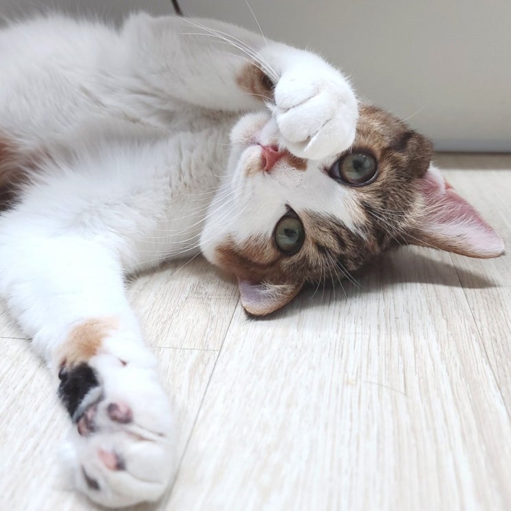  고양이가 따뜻한 곳을 좋아하는 이유. 고양이 체온. 고양이 온도. 고양이광합성