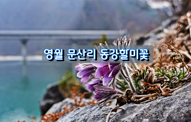 영월 문산리 동강할미꽃