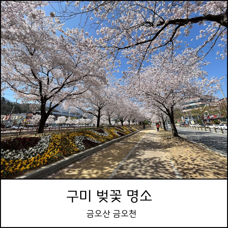 경북 구미 벚꽃 명소 금오천 2021 개화 상황