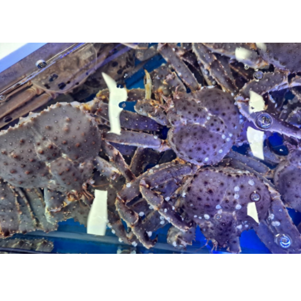 핵가성비 좋은 착한 러시아산 킹크랩 홍게 대게 포장 주문 다리 싼곳, 한마리 자숙 좋아요 핵가성비 좋은 착한 러시아산 킹크랩 홍게 대게 포장 주문 다리 싼곳, 한마리 자숙 좋아요