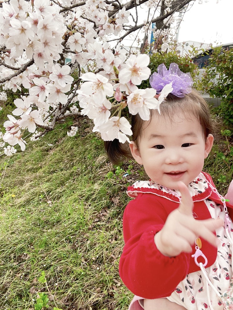  순천 벚꽃놀이, 안녕