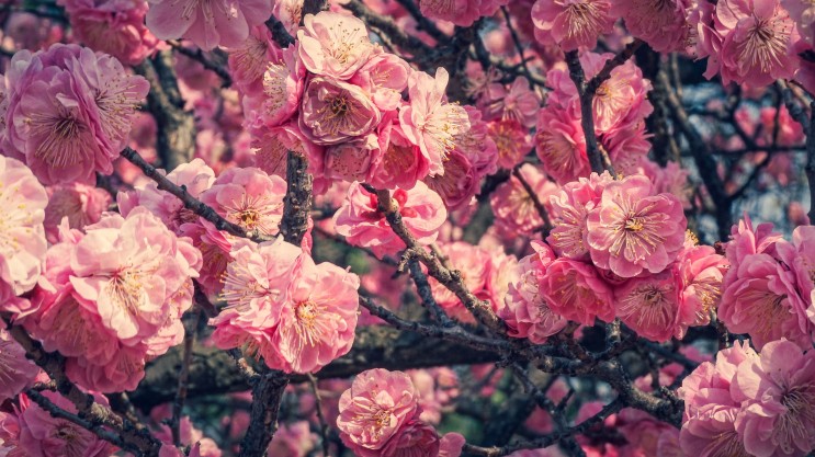 창덕궁의 봄: 만첩홍매, 처진올벚나무, 자엽꽃자두