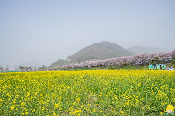 양산 황산공원 유채꽃과 벚꽃 구경
