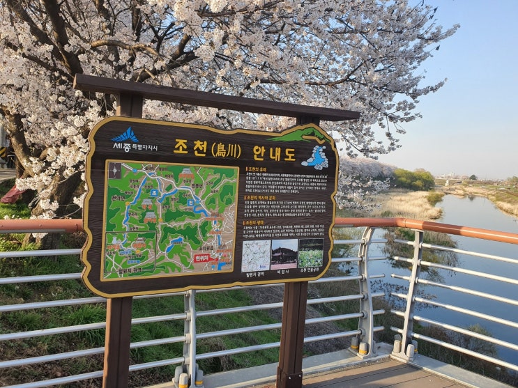  [세종 조치원 관광명소] 조천 벚꽃길 - 세종 벚꽃 명소