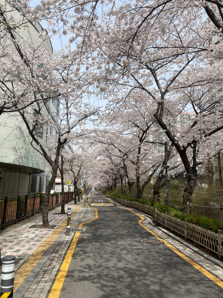  신길동 벚꽃길