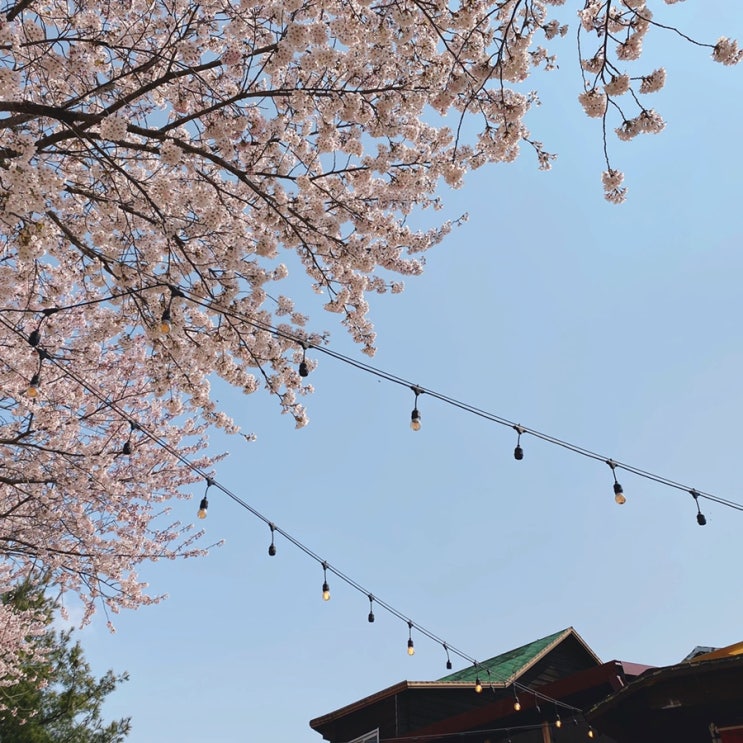  활짝 핀 벚꽃