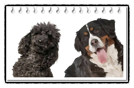 버니두들(Bernedoodle)분양가격 및 품종에 대해