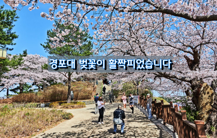 강원도 벚꽃명소, 경포대벚꽃 이 활짝 피었습니다 강원도 벚꽃명소, 경포대벚꽃 이 활짝 피었습니다