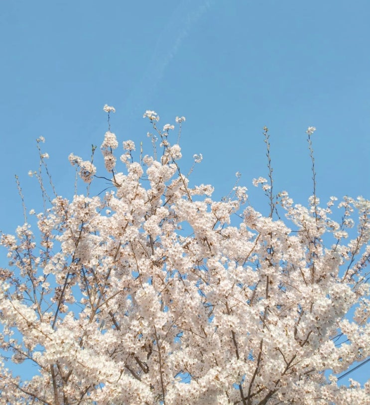 벚꽃, 봄 맞이 4월 꽃이 지기전에