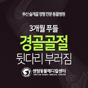  [치료 증례] 3개월 / 푸들 / 경골 골절 / 뒷다리 부러짐 (부산 어린 강아지 정형외과 동물병원, 센텀동물메디컬센터)