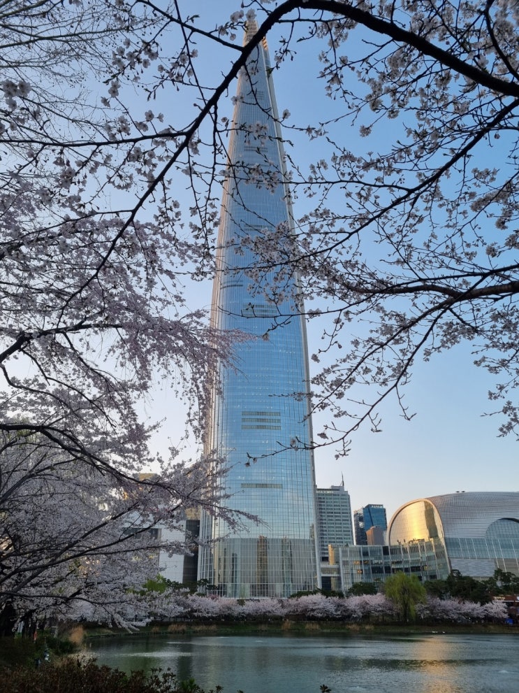  [서울 벚꽃 명소] 잠실 석촌호수 벚꽃 보러 3.30. 다녀왔어요