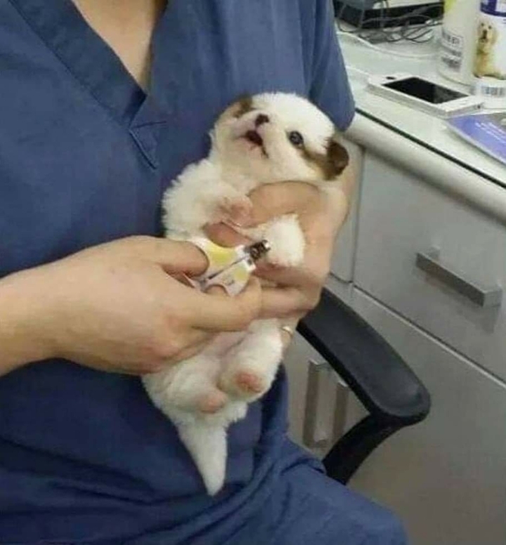  처음 발톱 자르는 댕댕이와 냥냥이 온도차